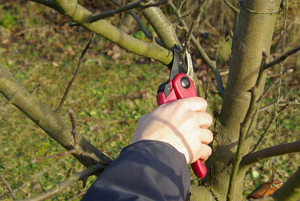 The dormant period at the end of winter is the best time to prune most shrubs and trees.