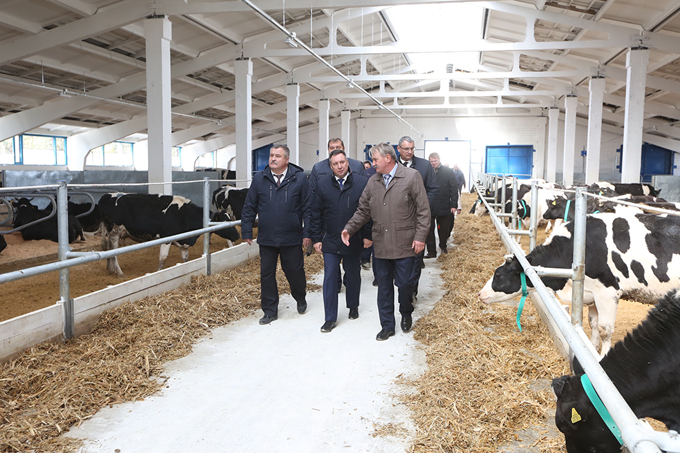 Молочно-товарная ферма ОАО «Прудокское»