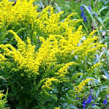 золотарник