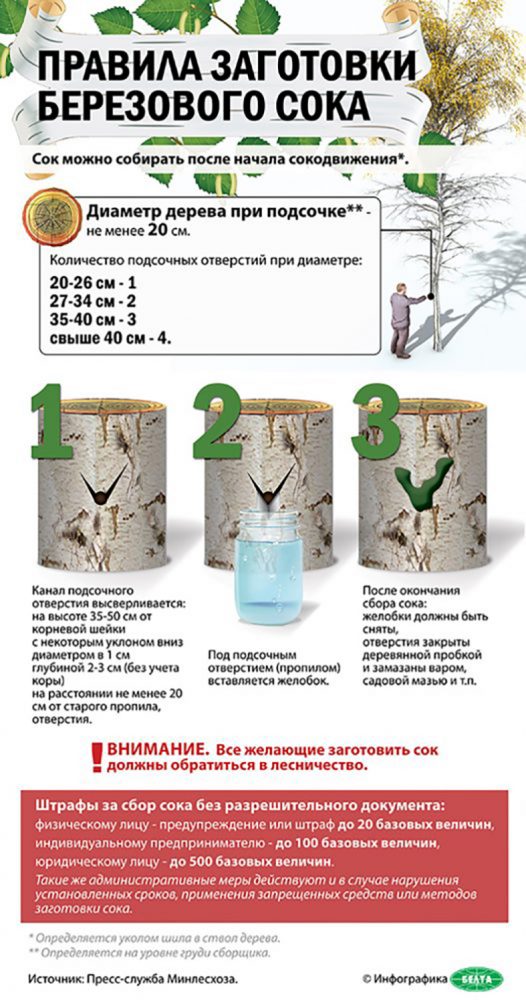 Березовыйсок